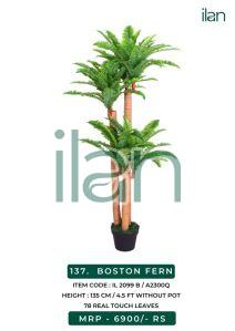 boston fern 2099 b plant