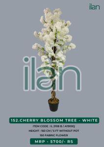 cherry blossom tree plant