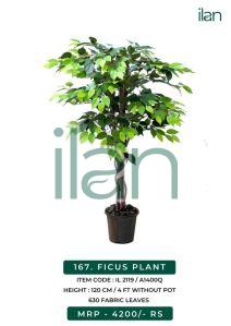 Ficus Plant