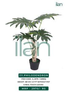 philodendron decorative plant