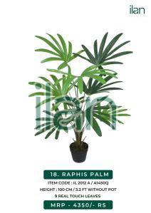 raphis palm 2012 a plant