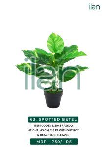 SPOTTED BETEL