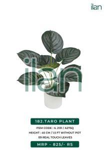 TARO PLANT