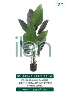 traveller palm 2022 c plant