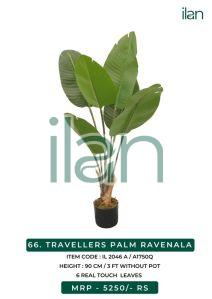 travellers palm ravenala plant