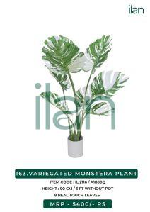 VARIEGATED MONSTERA PLANT
