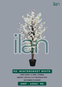 wintersweet white decorative plants