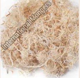 Dried Curly Moss Bleached