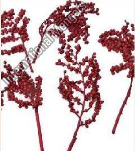 Dried Red Canella Berries