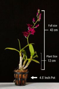 Popper Red Dwarf Orchid Plant