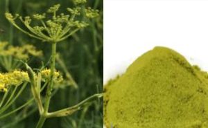 Fennel Extract