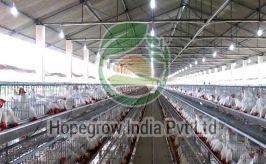 chicken farming services