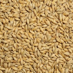 Barley Seeds