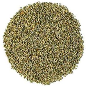 Pearl Millet Seeds