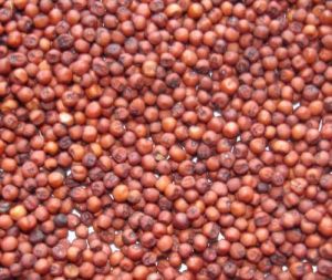 Ragi Seeds