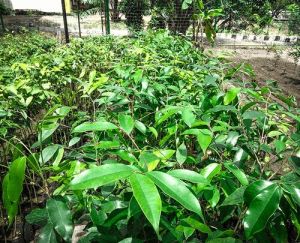 Agarwood Plant Nursery