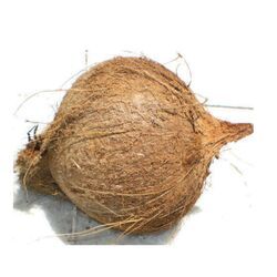 Tufted Coconut