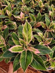 Aglaonema Indoor Plant