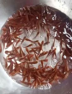 Murrel Fish Seeds