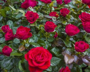 Rose Plants