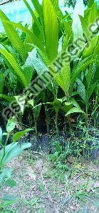 Areca Nut Sumangala Plant