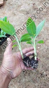 G9 Banana Plant