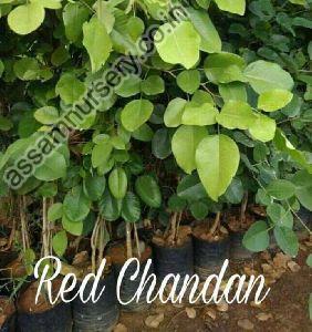 Red Chandan Plant