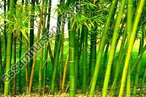 Tulda Bamboo Raozone Plant