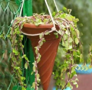 Hanging Ice-cream Cone Planter