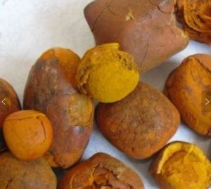 cattle gallstone