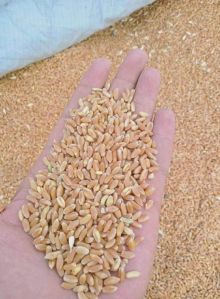 golden wheat grain