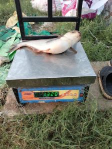 Pangasius Fish