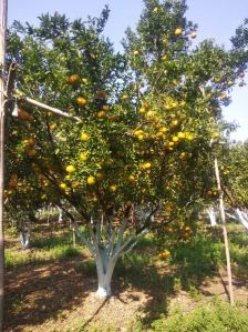 Fresh Mosambi