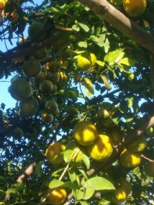 Fresh Mosambi