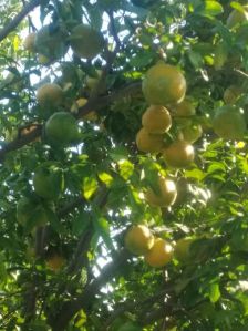 Fresh Mosambi