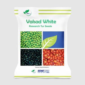 Valsad White Tur Seeds