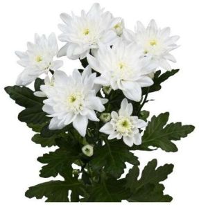 Chrysanthemums flower Plants