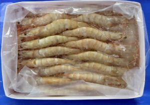 Frozen HOSO Shrimps