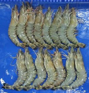 Frozen HOSO  Black Tiger Shrimps