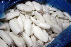 Frozen Cleaned Squid