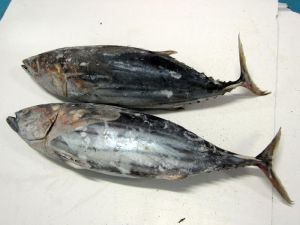 Frozen Skipjack Tuna Fish