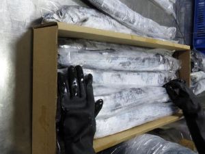 Frozen Ribbonfish