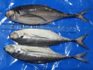 Frozen Horse Mackerel