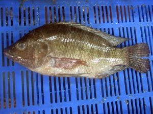 Frozen Tilapia Fish