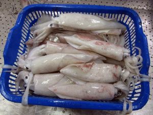 Frozen Squid Whole Round