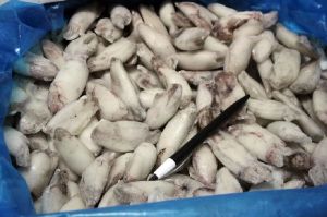 Frozen Baby Squid