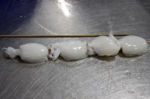 Frozen Baby Cuttlefish Cleaned