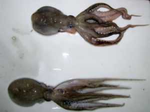 Frozen Octopus