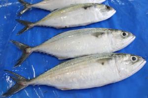 Frozen Indian Mackerel Fish