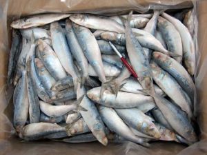 Frozen Indian Oil Sardine Fish